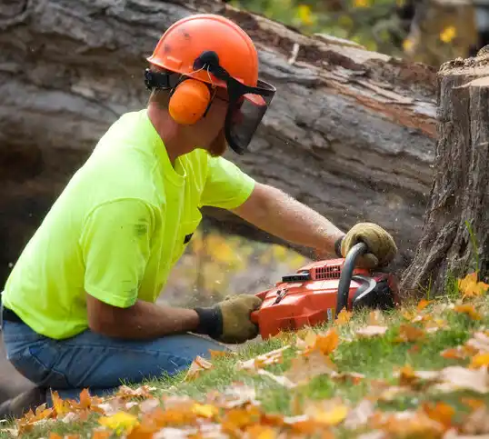 tree services Lindstrom